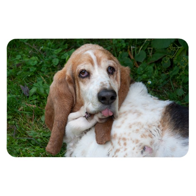 Elderly Basset Magnet (Horizontal)