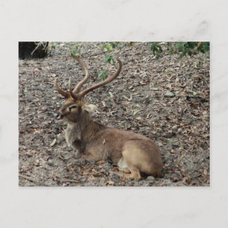 Eld's Deer Postcard