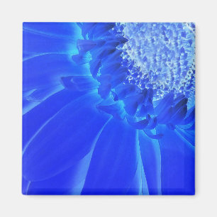 electric blue gerbera magnet