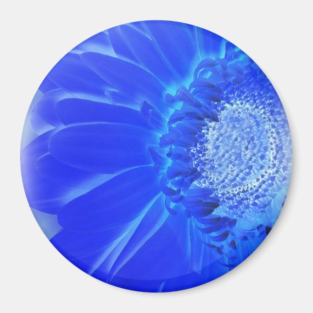 electric blue gerbera magnet (Front)