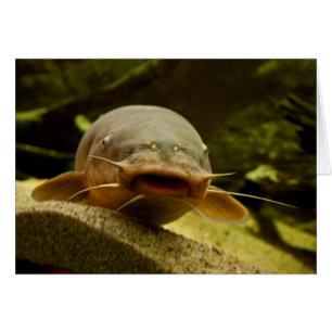 Electric catfish