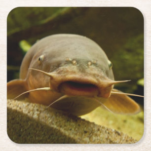 Electric catfish square paper coaster