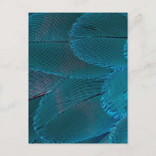 electric feathers postcard