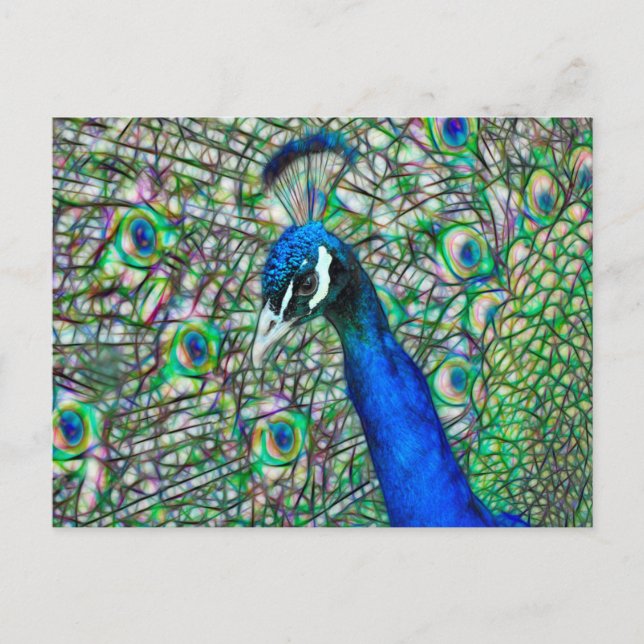 Electrified Peacock Head Postcard (Front)