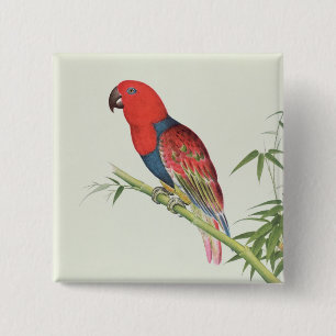 Electus Parrot, on a bamboo shoot 15 Cm Square Badge