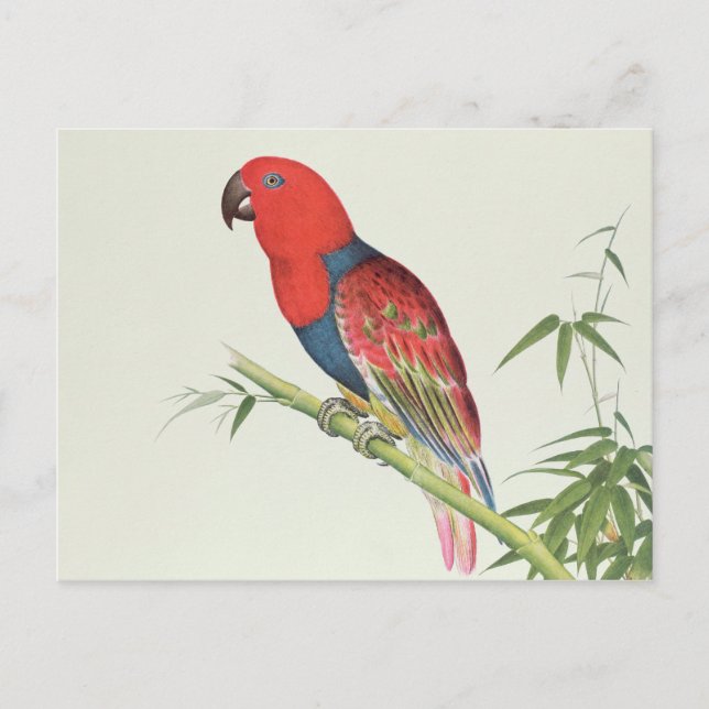 Electus Parrot, on a bamboo shoot Postcard (Front)
