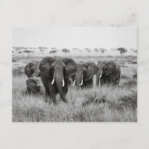 Elefanten in der Masai Mara Postkarte Postcard