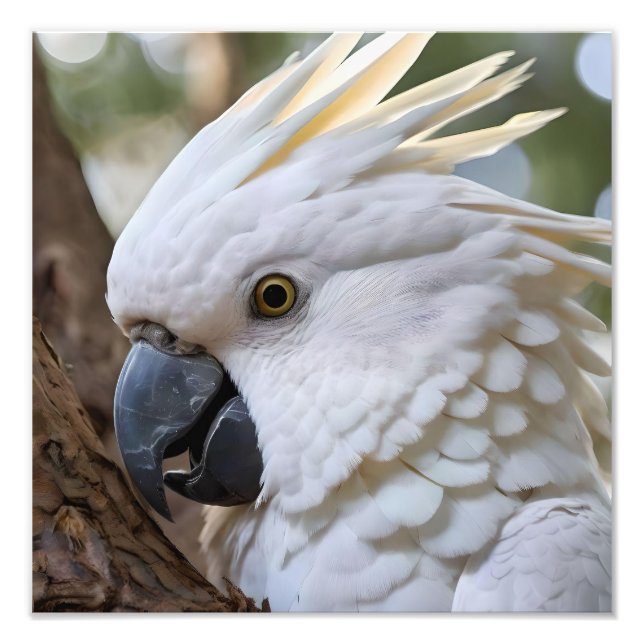 Elegance in White: The Majestic Aussie Cockatoo Photo Print (Front)