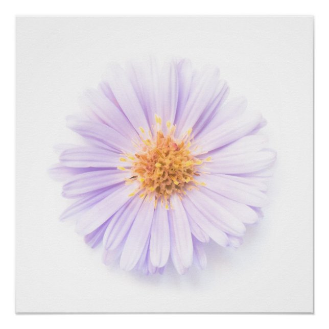 Elegance single flower poster (Front)