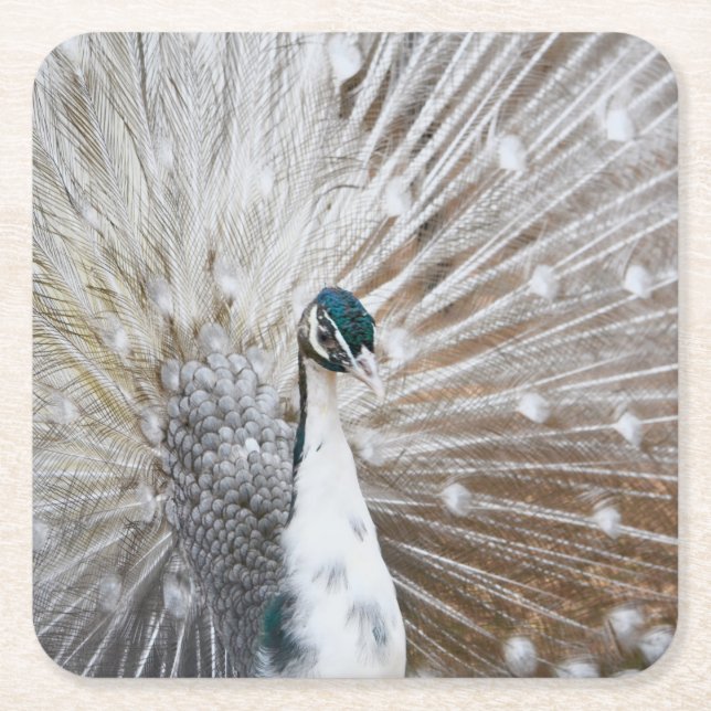 Elegant Albino Peacock Square Paper Coaster (Front)