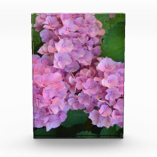 Elegant and Rustic Hortensia Hydrangea macrophylla Photo Block