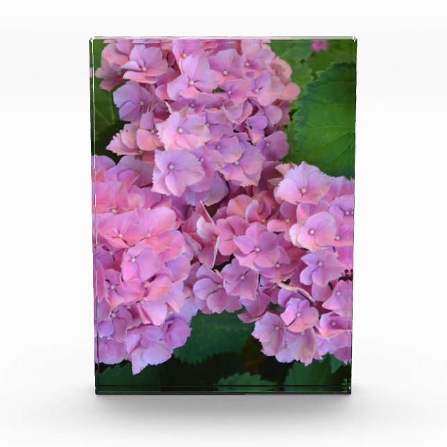 Elegant and Rustic Hortensia Hydrangea macrophylla Photo Block (Front)