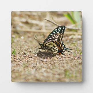 Elegant Asian Swallowtail Butterfly - Detailed Mac Plaque