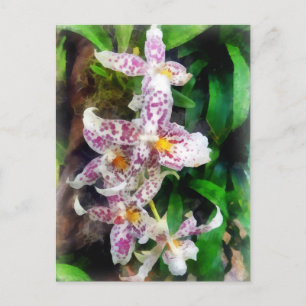 Elegant Beallara Orchid Postcard