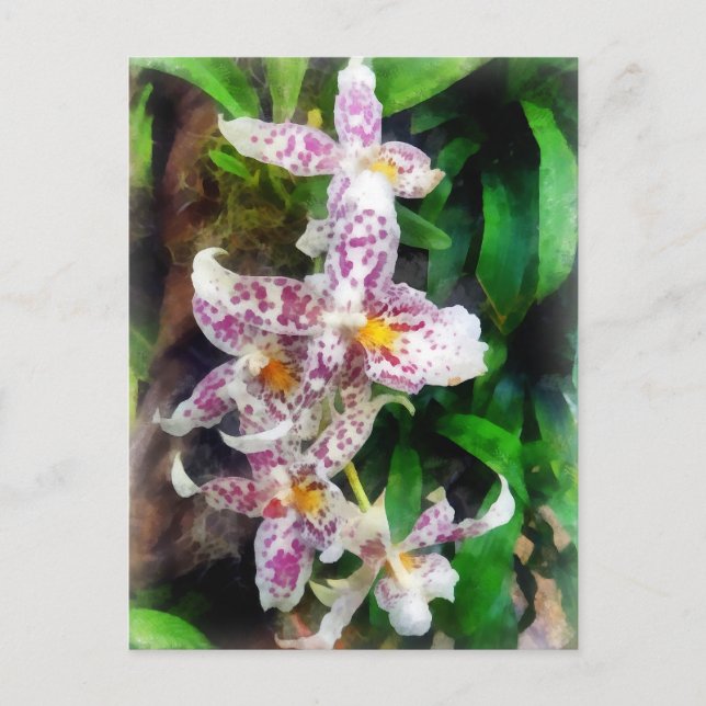 Elegant Beallara Orchid Postcard (Front)
