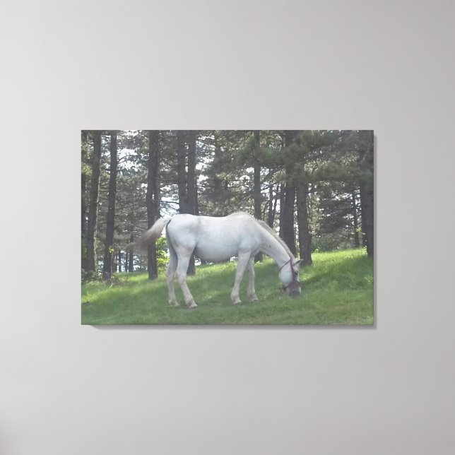 Elegant Beautiful White Horse Original Art Canvas Print (Front)