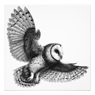Elegant Black White Barn Owl Illustration Photo Print