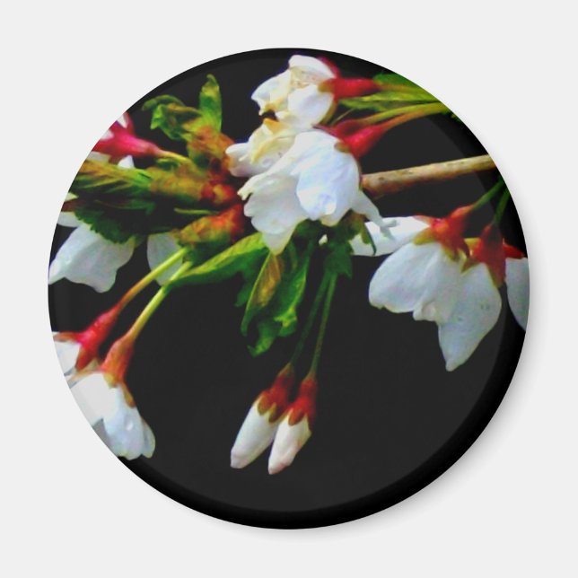 Elegant Black White flowering white Blossom Magnet (Front)