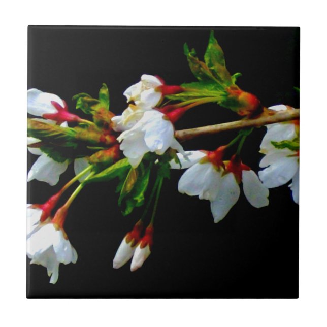 Elegant Black White flowering white Blossom Tile (Front)