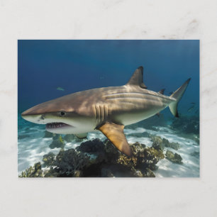 Elegant blue and white shark fish Personalised  Holiday Postcard