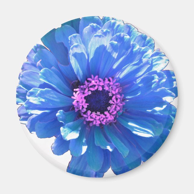 Elegant blue floral blue daisy magnet (Front)