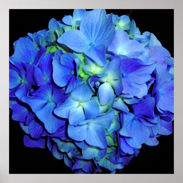 Elegant blue floral blue roses blue hydrangeas  poster (Front)