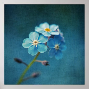 Elegant Blue Forget-me-not Flowers Macro Poster