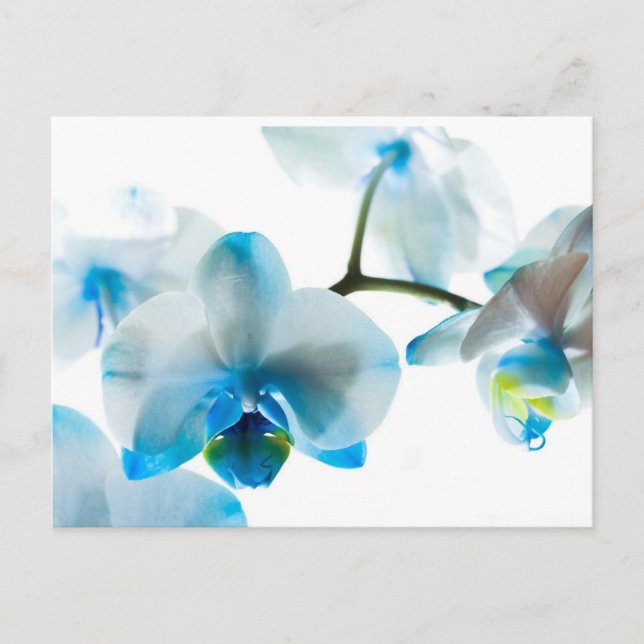 Elegant Blue Orchids Custom Postcard (Front)