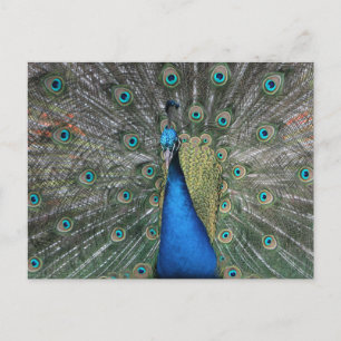 Elegant Blue Peacock Postcard
