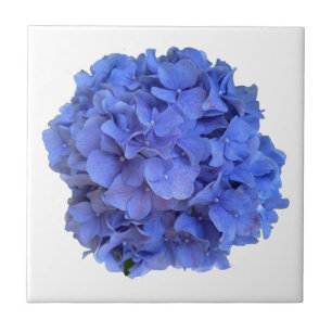 Elegant Blue periwinkle floral hydrangeas  Tile