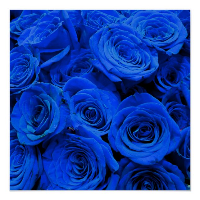Elegant blue roses blue flowers blue floral poster (Front)