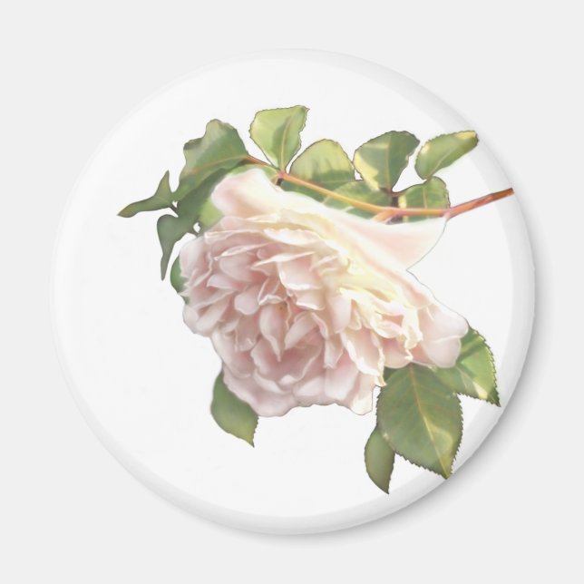 Elegant blushing pink white florals roses magnet (Front)