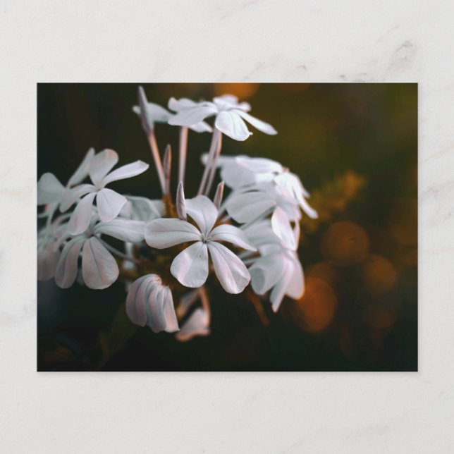 Elegant Botanical Flower Postcard  (Front)