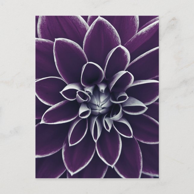 Elegant Botanical Purple Flower Postcard (Front)