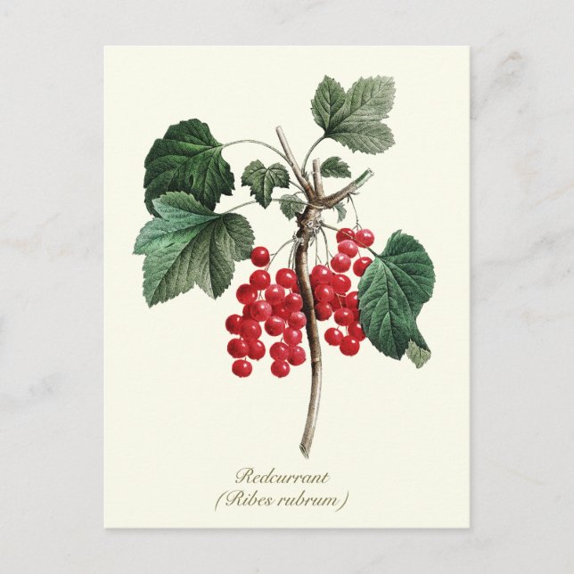 Elegant Botanical Vintage Redcurrant Berry Fruit Postcard (Front)
