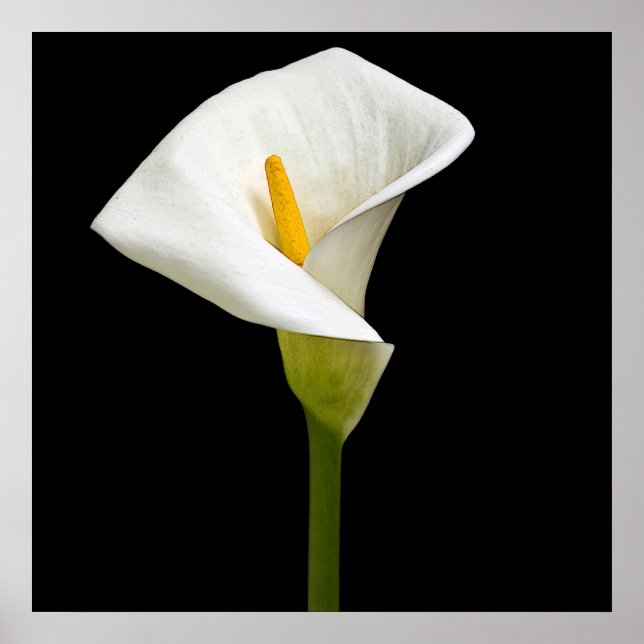 Elegant Cala Lily Poster (Front)