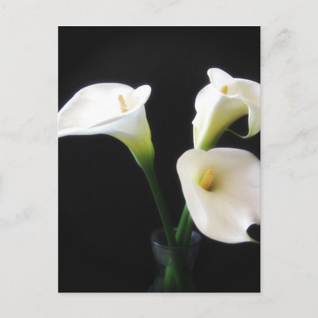 Elegant Calla Lily Flowers 12 Postcard (Front)