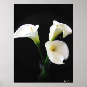 Elegant Calla Lily Flowers 12 Poster