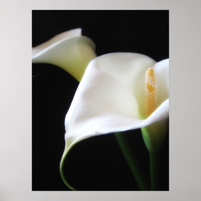 Elegant Calla Lily Flowers 16 Poster (Front)