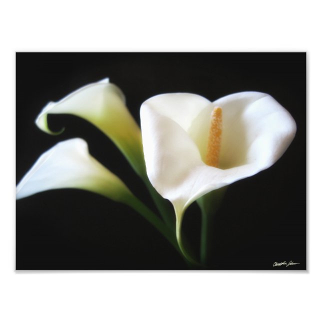 Elegant Calla Lily Flowers 9 Print (Front)