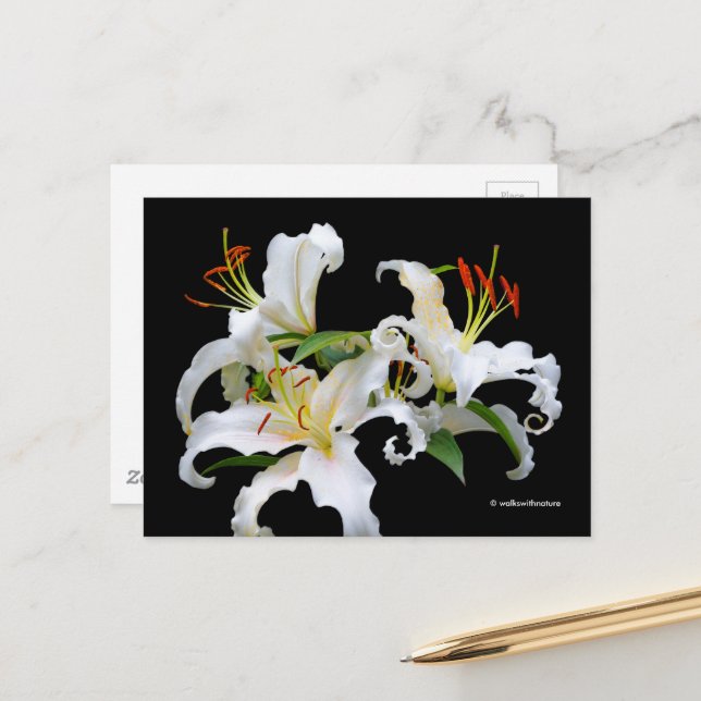 Elegant Casablanca White Oriental Lilies Postcard (Front/Back In Situ)