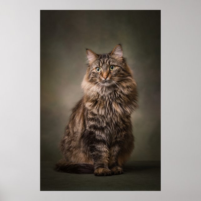 Elegant Cat Studio Portrait Poster (Front)