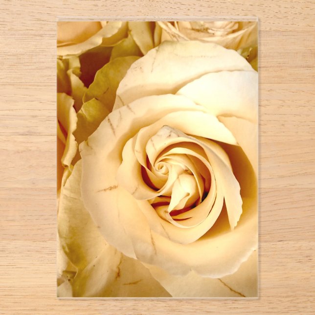 Elegant Champagne Rose Macro Acrylic Invitation (Front)