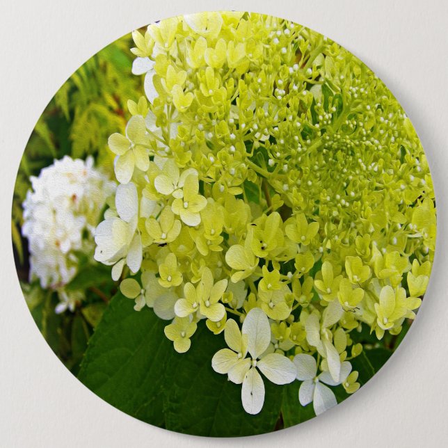 Elegant Chartreuse Green Limelight Hydrangea 6 Cm Round Badge (Front)