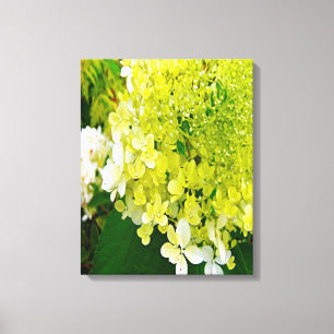 Elegant Chartreuse Green Limelight Hydrangea Canvas Print