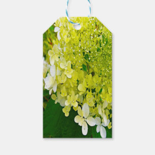 Elegant Chartreuse Green Limelight Hydrangea Gift Tags