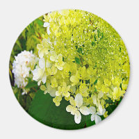 Elegant Chartreuse Green Limelight Hydrangea