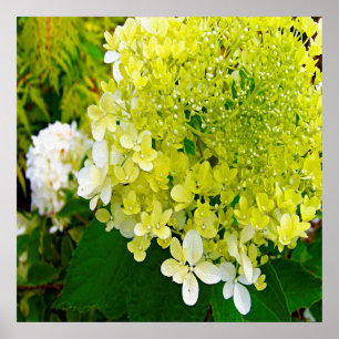Elegant Chartreuse Green Limelight Hydrangea Poster