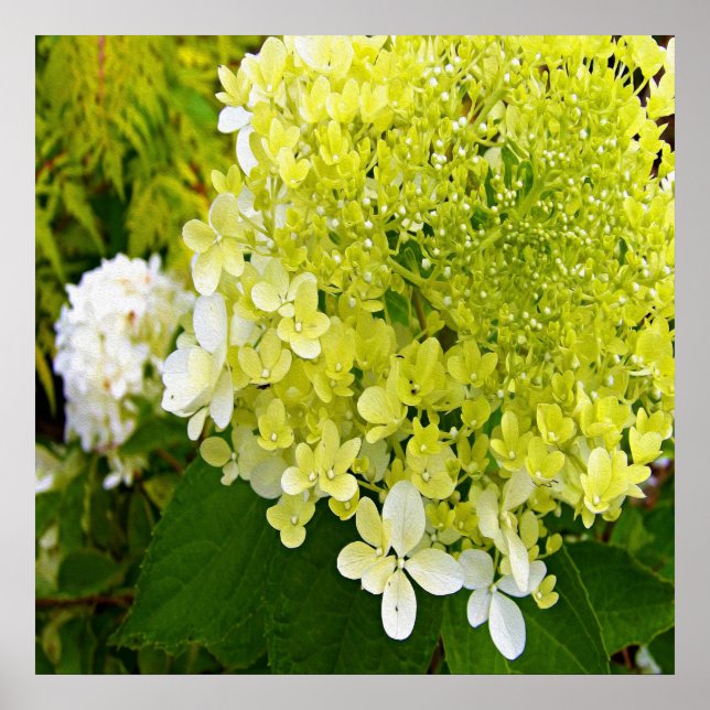 Elegant Chartreuse Green Limelight Hydrangea Poster (Front)