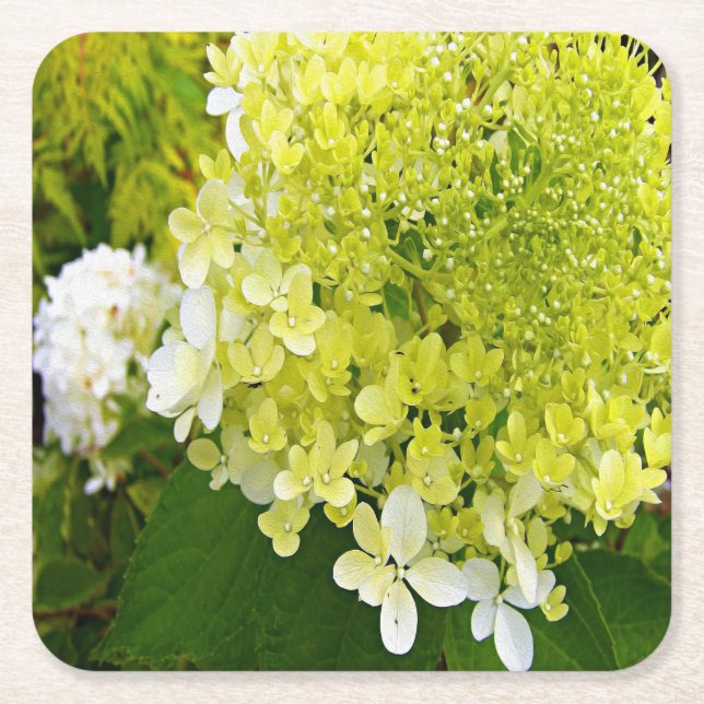 Elegant Chartreuse Green Limelight Hydrangea Square Paper Coaster (Front)